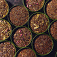 Palais Des Thés - Organic Detox Tea Gift Set - Assortment Of Rooibos, Herbal, Black, And Green Teas - S Of Enhanced Tea Bags, Serves 30 Cups