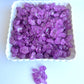 Sweetglob Old Fashioned Large Rock Sugar Candy Gems, Lump Sugar Rock Crystals (Purple Grape, 1 Pound)