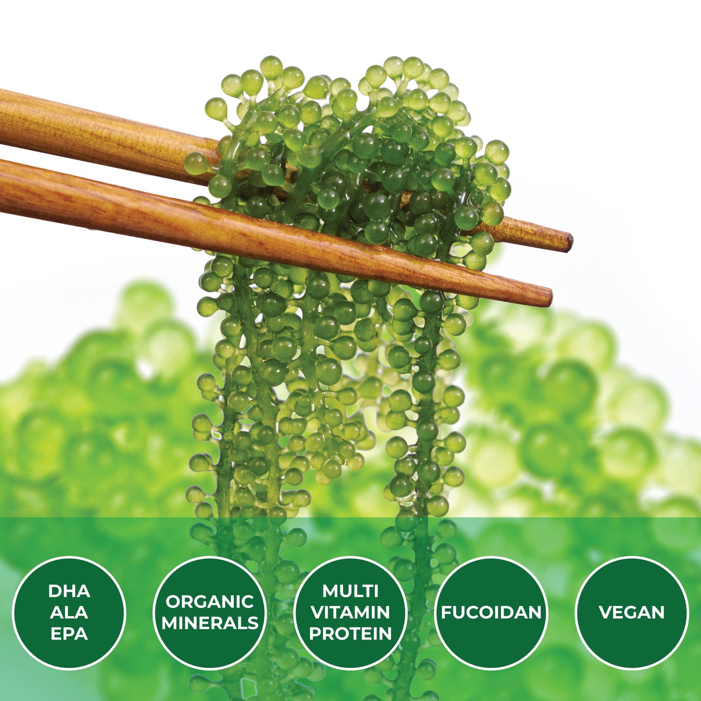 NAMISO Organic Sea Grapes (Umibudo) - Dehydrated Superfood, 100g (5 Packs) - Boost Immune System, Enhance Health - Green Caviar