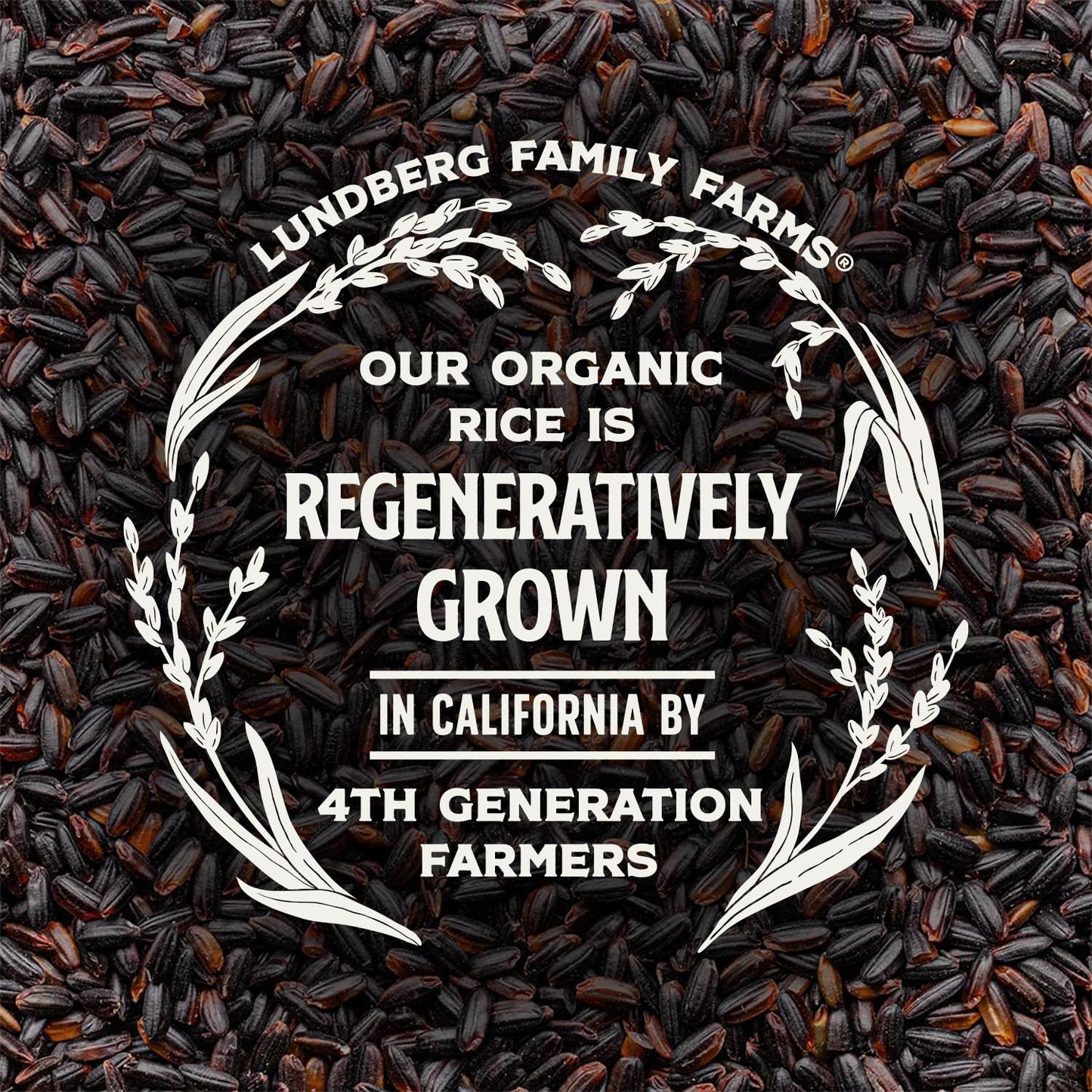 Lundberg Organic Rice, Black Pearl - Whole Grain Gourmet Black Rice for Healthy Meals, Vegan Food, Certified Gluten-Free Rice, P