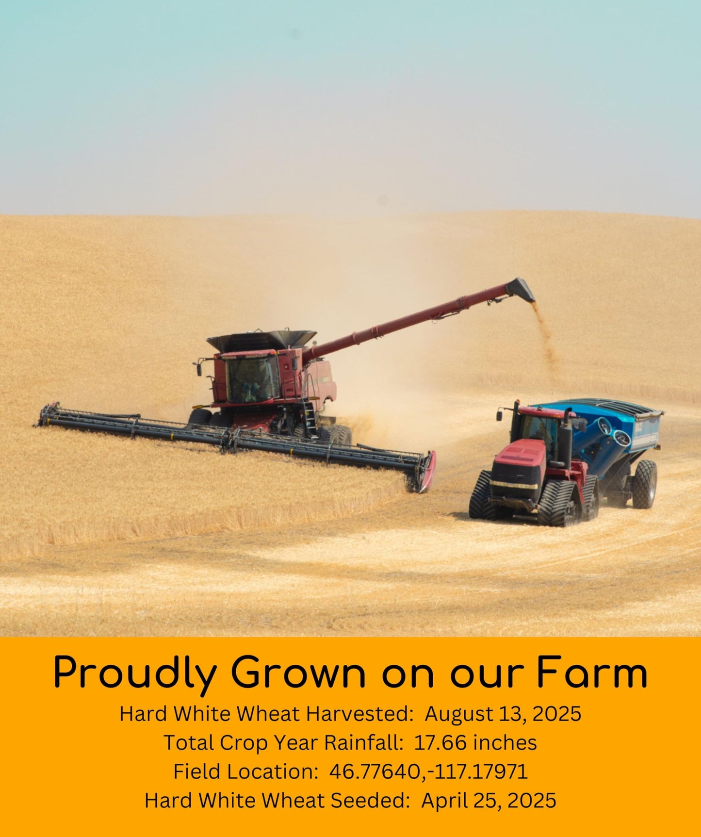 Palouse Brand Certified Glyphosate Residue Free | Hard White Wheat Berries | 36 LBS | Family Farmed in Washington State | Sprout