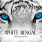 Prospect Tea Co. White Bengal Darjeeling Tea Pods, Compatible with K Cup malt-inspired 40 Count, Model PTC WB40
