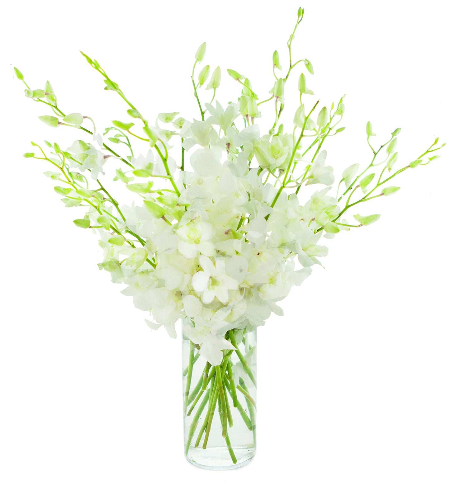 KaBloom Exotic Perla White Orchid Bouquet - 20 Fresh Dendrobium Orchids with Vase - White - Model KADF1185-V118-A999