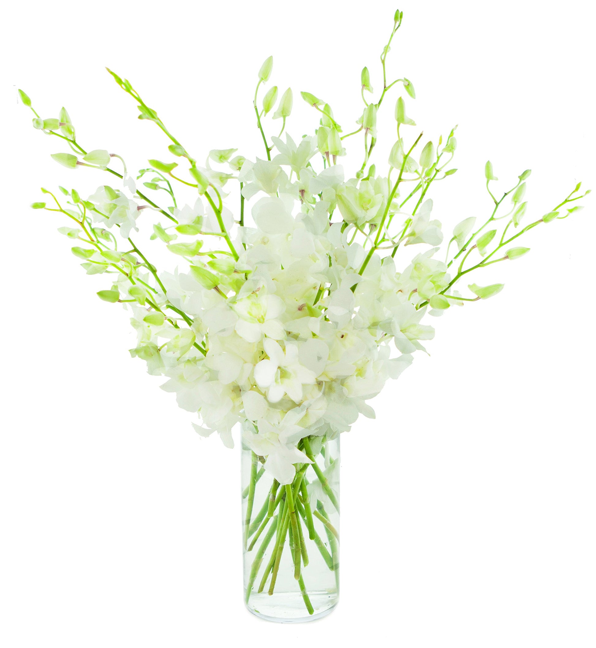 KaBloom PRIME NEXT DAY DELIVERY - Fall Collection - Exotic Perla Orchid Bouquet of Fresh Orchid with Vase.Gift for Birthday  Get Well  Easter  Valentine  Mothers Day Fresh Flowers