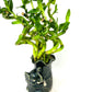 Jm Bamboo Live Spiral Lucky Bamboo Bundle Hugging Elephant Dark Vase