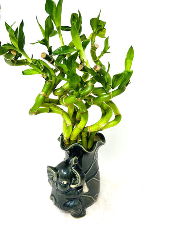 Jm Bamboo Live Spiral Lucky Bamboo Bundle Hugging Elephant Dark Vase