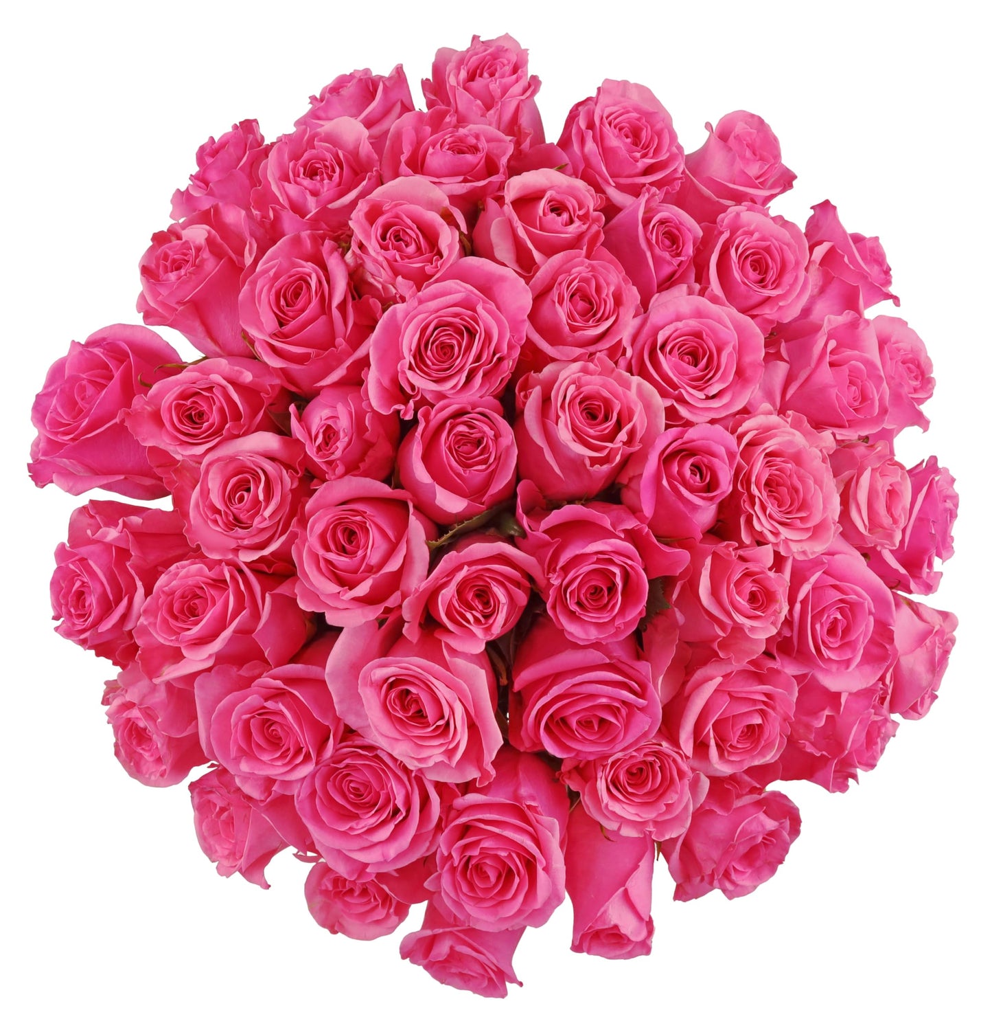 Benchmark Bouquets 50 Stem Premium Pink Roses - 2 Bundles of 25 - Fresh Flowers for Delivery - Gift for Any Occasion