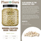 Plant Guru Moringa Seeds Kernel - Clean PKM1 Variety - 2 lbs. Wide Mouth Jar - Non-GMO - Brown