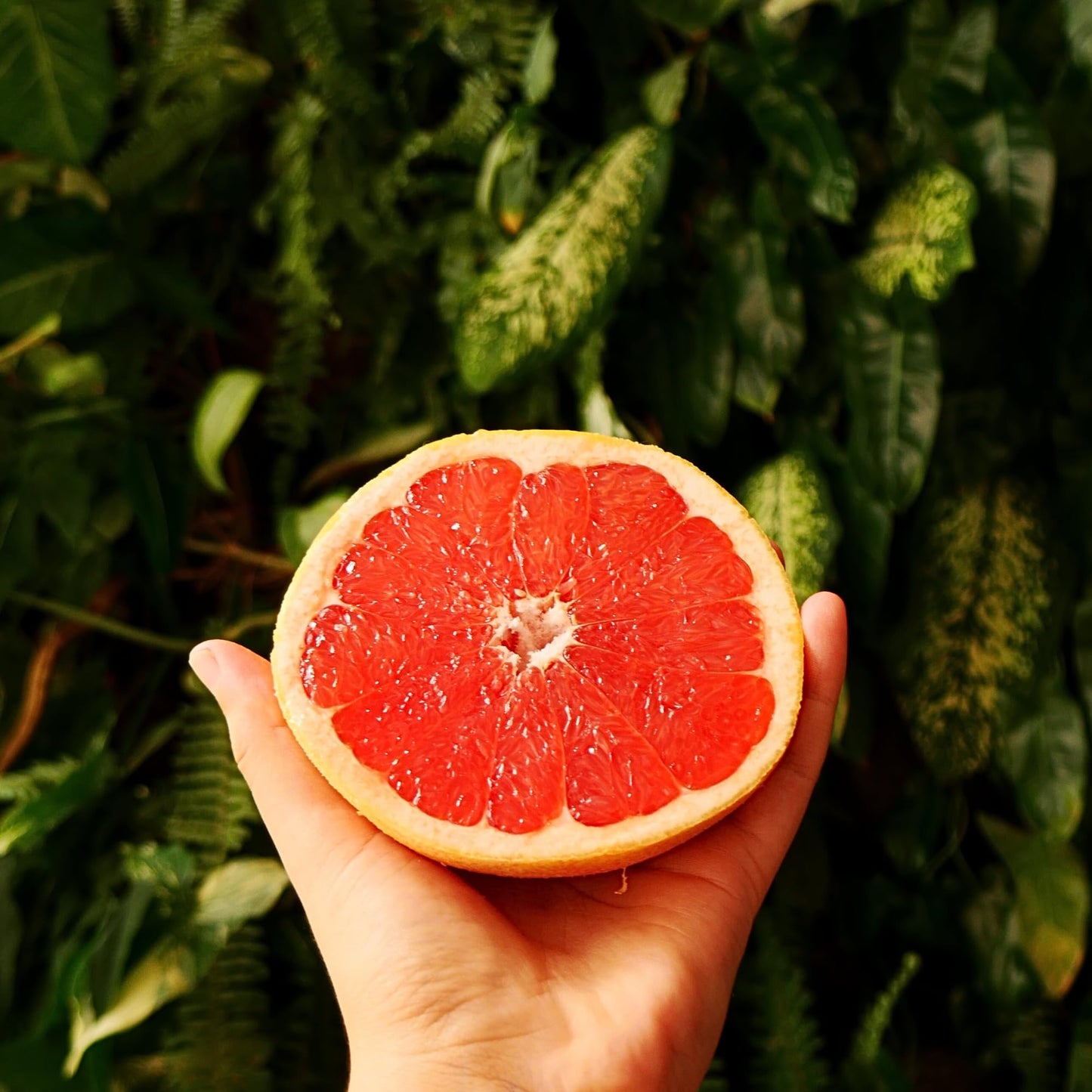 Drink Botanicals Dried G fruit Slices Wheels | 100% Natural | 1.41 Oz / 40 Grams | Gluten Free | Ideal for Cocktails & Decoration