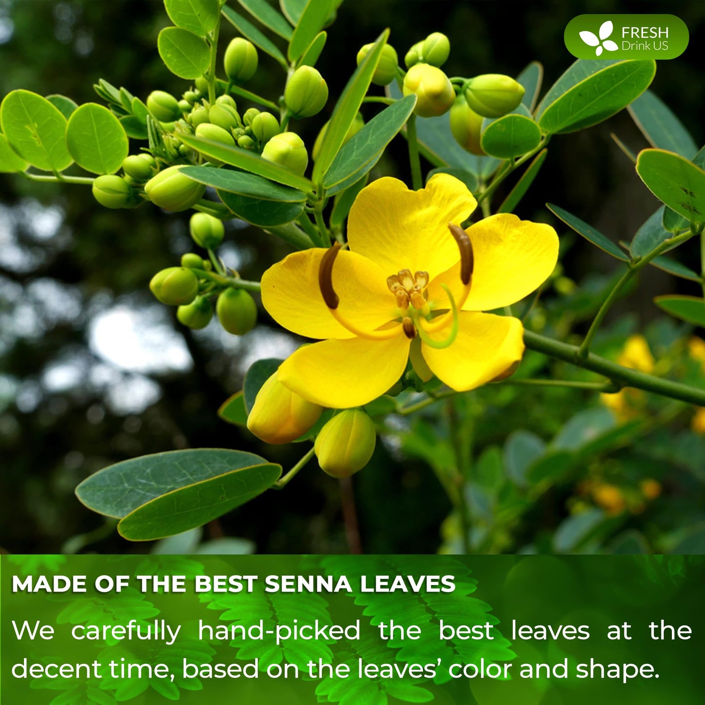 FRESHDRINKUS Senna Leaf Tea, 100% Natural & Pure, Loose Leaf Herbal Tea, 10oz, Vegan, No Additives, No Caffeine