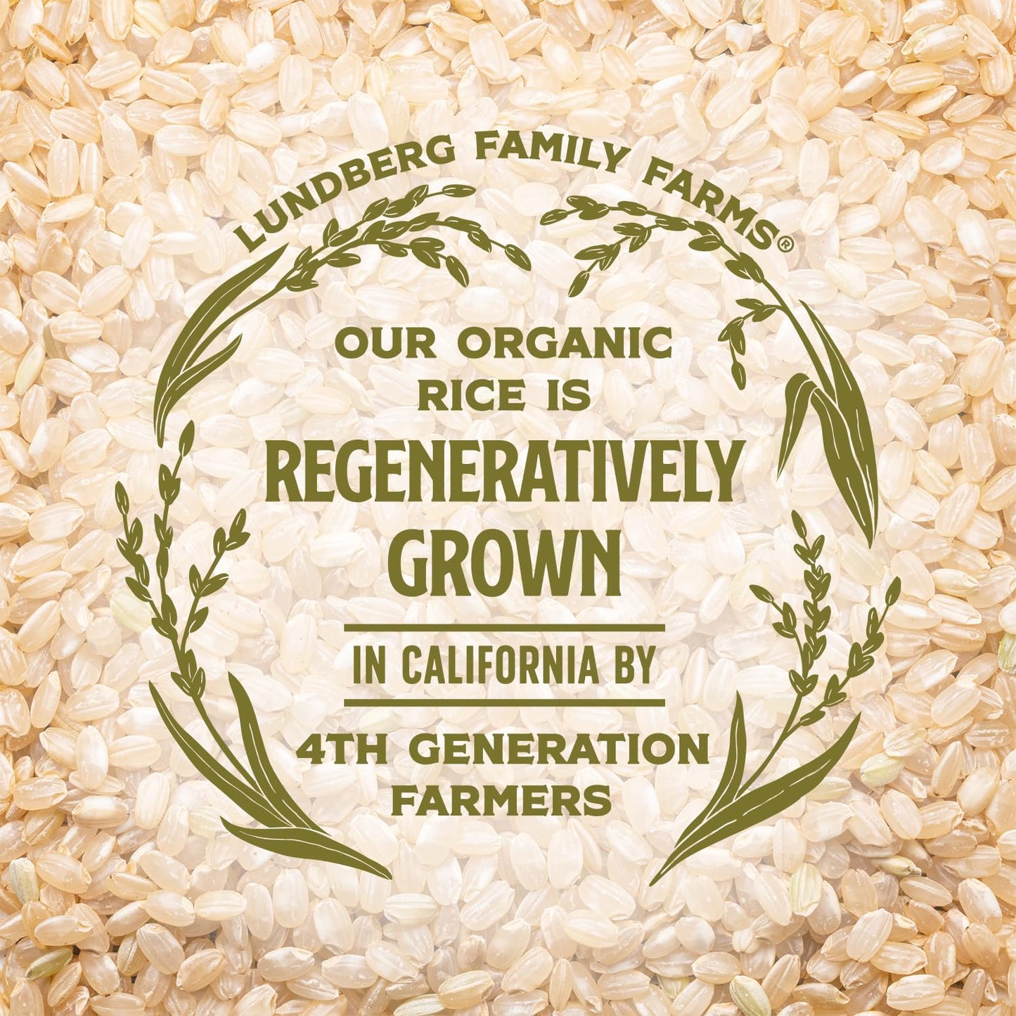 Lundberg Organic Brown Rice Cakes Variety 6-Pack - Regenerative Organic Certified Salt-Free, Lightly Salted, Wild Rice, Tamari W