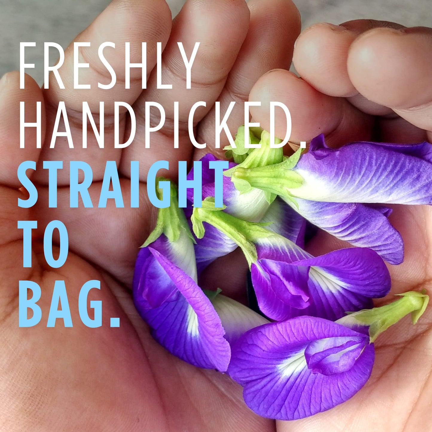Picknature Butterfly Pea Flower Tea Loose Leaf Freshly Picked From Thailand | 3.5 Oz (300+ Cups) | Herbal Blue Tea Gifts | Usda Organic