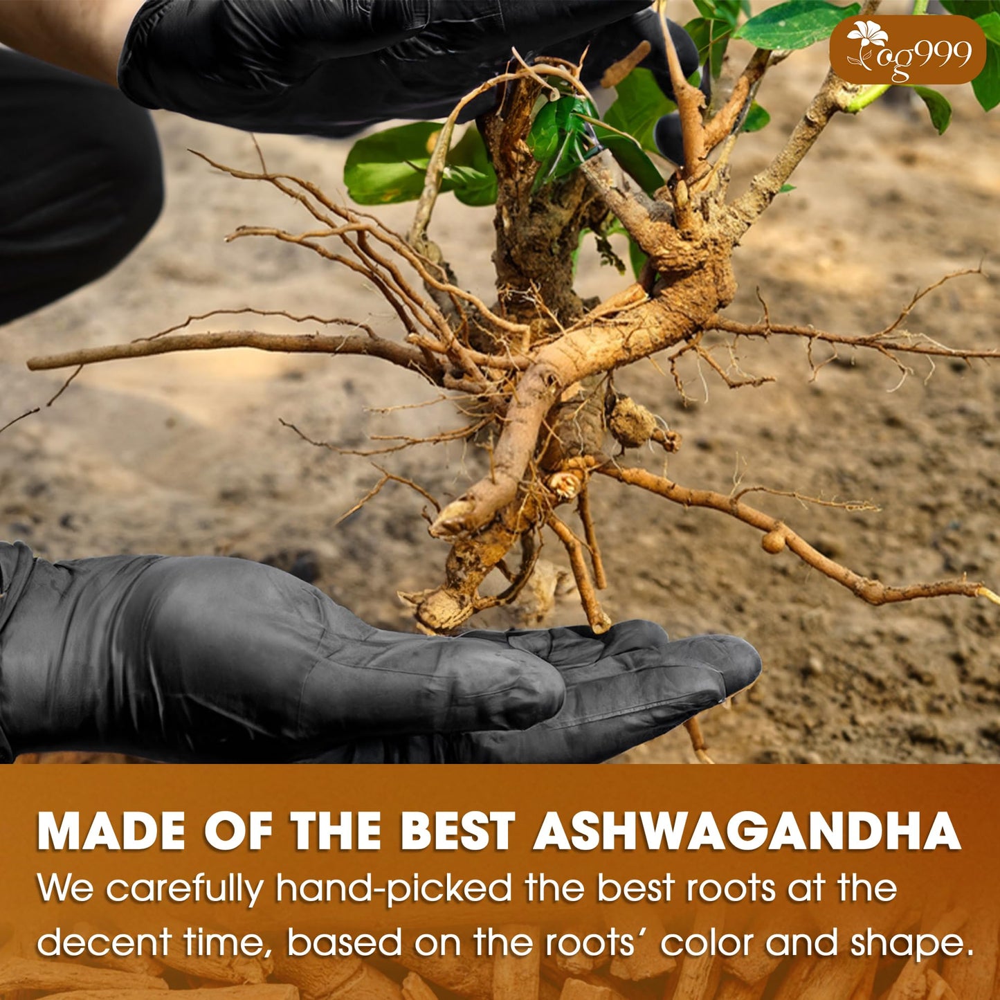 TOG999  enhanced 60 Ashwagandha Root Tea Bags  100% Natural & Pure  Ashwagandha Root Herbal Tea. No Sugar  No Caffeine  No Gluten  Vegan.