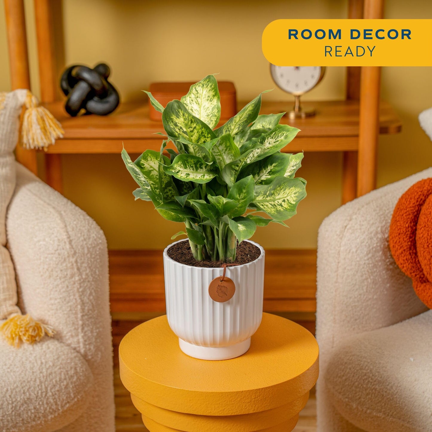 Costa Farms Dieffenbachia, Dumb Cane Live Plant in Decorative Pot, Easy to Maintain Indoor Houseplant, Perfect for Home, Room, o