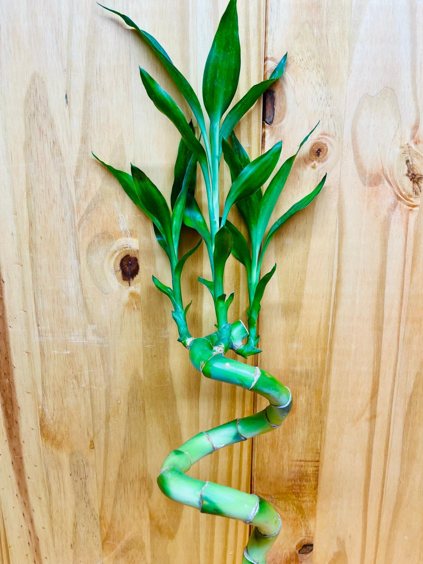 Generic Live Lucky Bamboo 12    Spiral Shape Bamboo Plant 10 Unit, Green