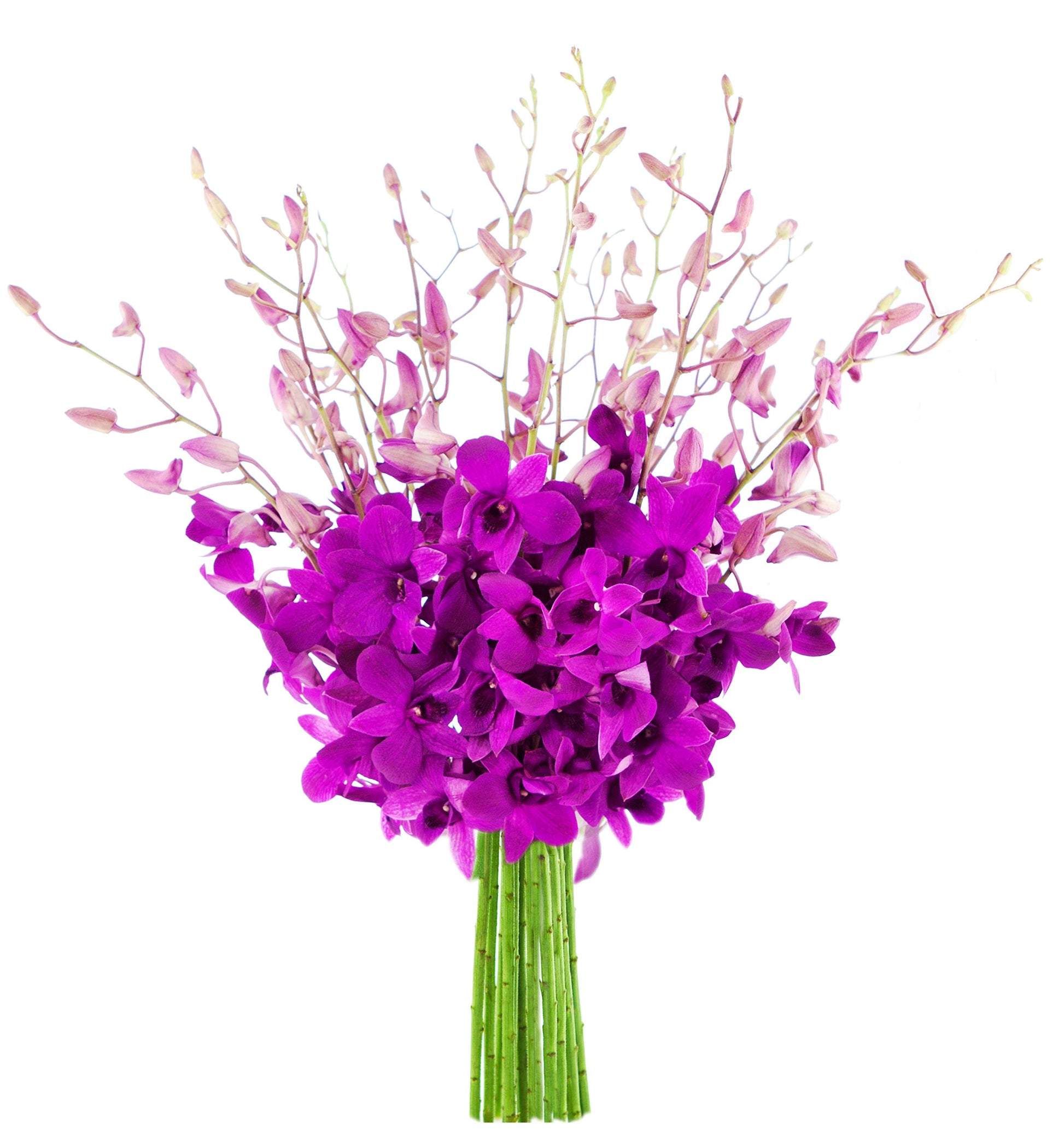 KaBloom Purple Dendrobium Orchid Bouquet - 20 Exotic Flowers - Gift for Birthday, Sympathy, Anniversary - Model KADF1175-V999-A999