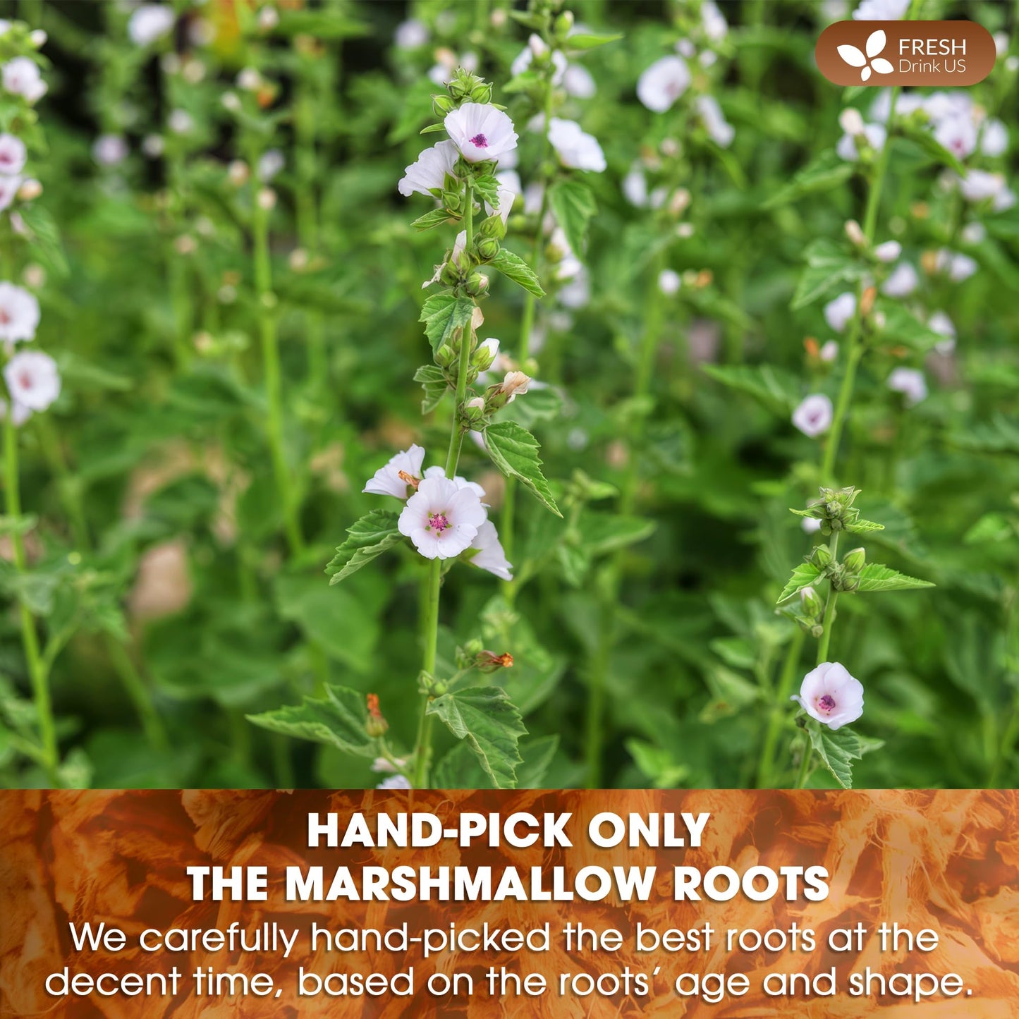 FRESHDRINKUS Premium Marshmallow Root Herbal Tea Bags, 100% Natural, Vegan, 55 Count