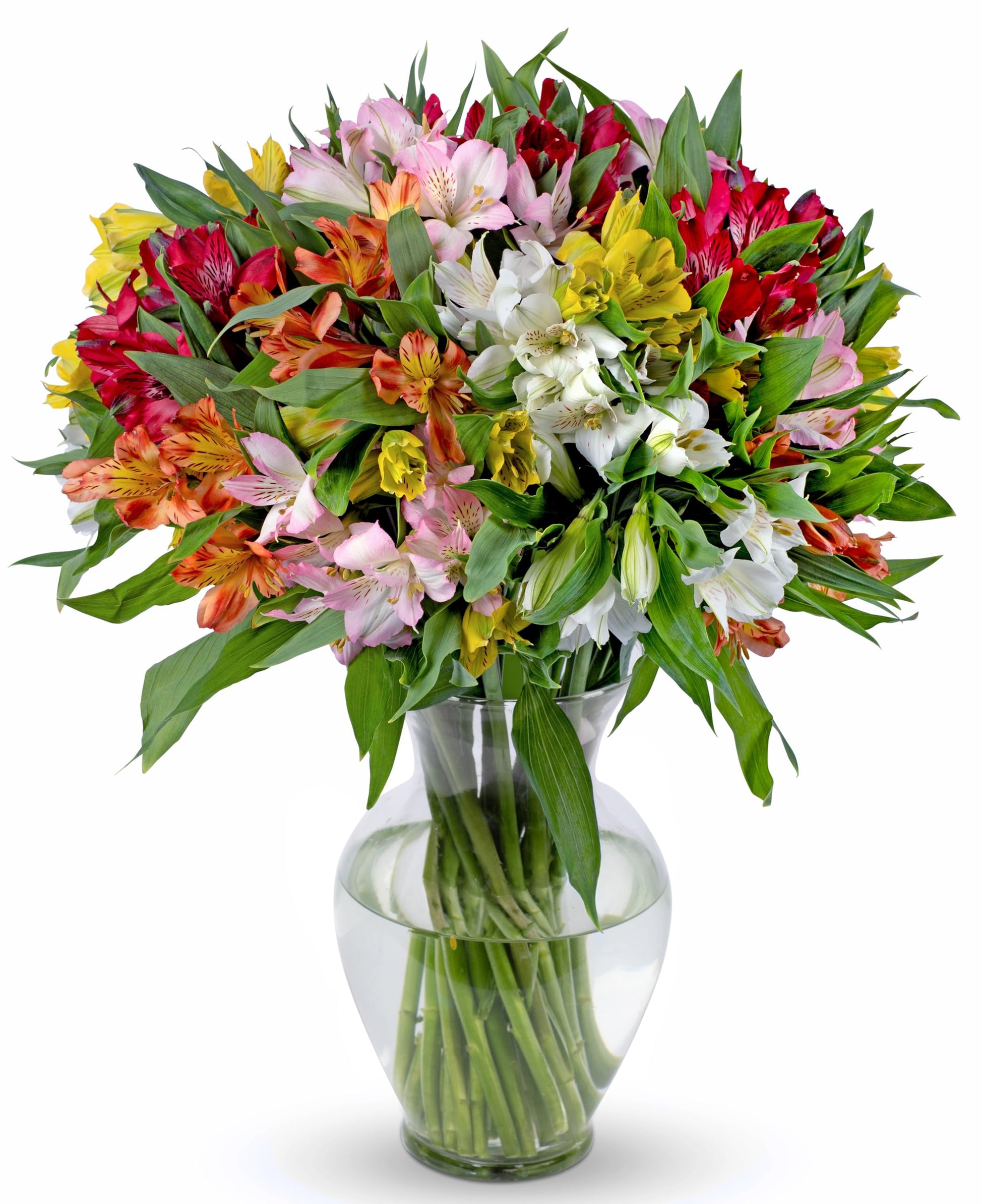 Benchmark Bouquets, 25 Stem Peruvian Lilies, Glass Vase Included, Gift Fresh Flowers For Birthday, Anniversary, Get Well, Sympat