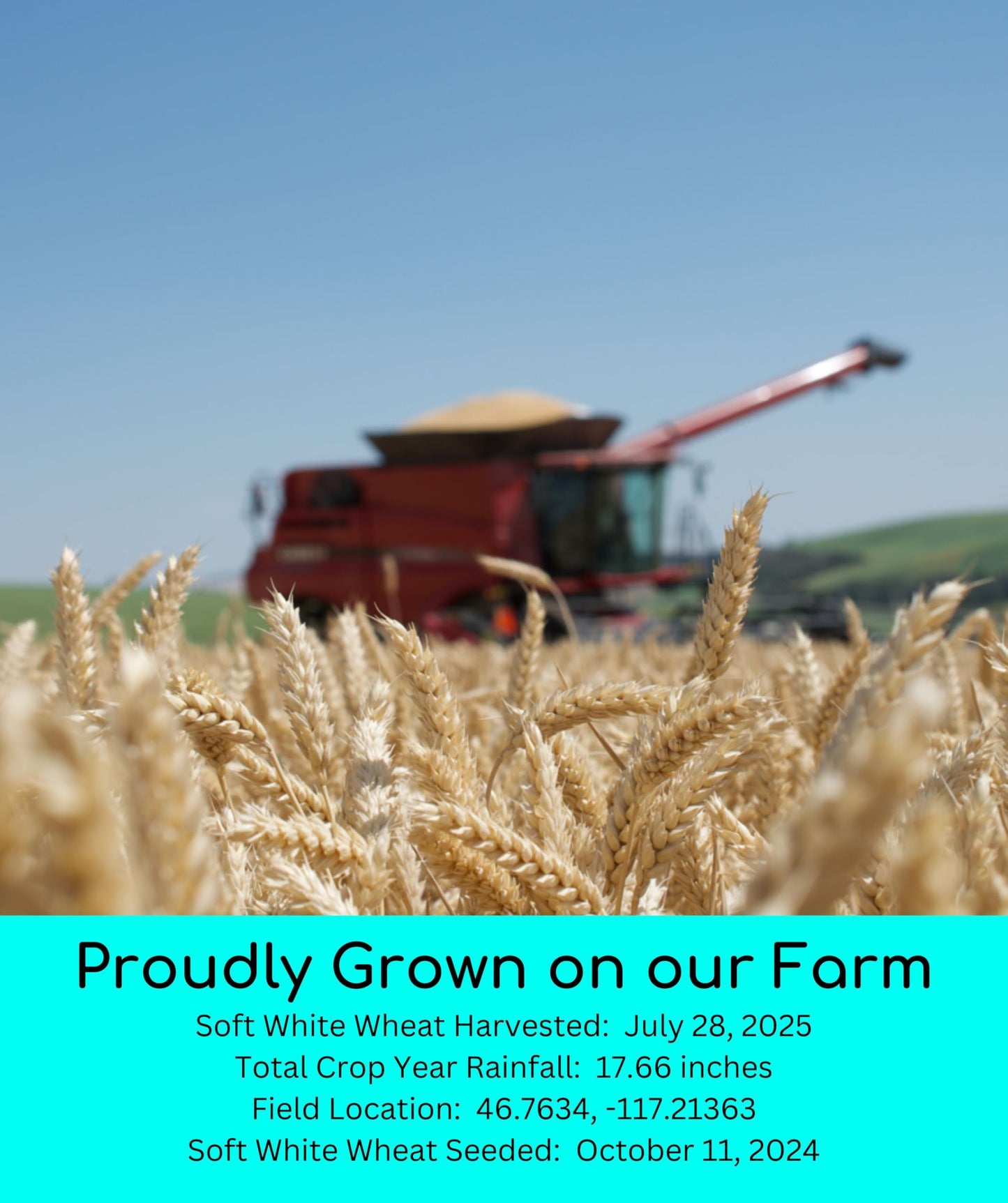 Palouse Brand Certified Glyphosate Residue Free | Soft White Wheat Berries | 36 LBS | Family Farmed in Washington State | Sprout