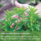 Stevia Leaf, Whole Dried Leaves, Tea Bags, Powder, 100% Natural and Pure from Stevia Leaves. Sugar Substitute for Tea, Coffee. Loose Leaf Stevia Herbal Tea. Zero Calorie Sweetener. No Sugar, No Caffeine, No Gluten, Vegan.