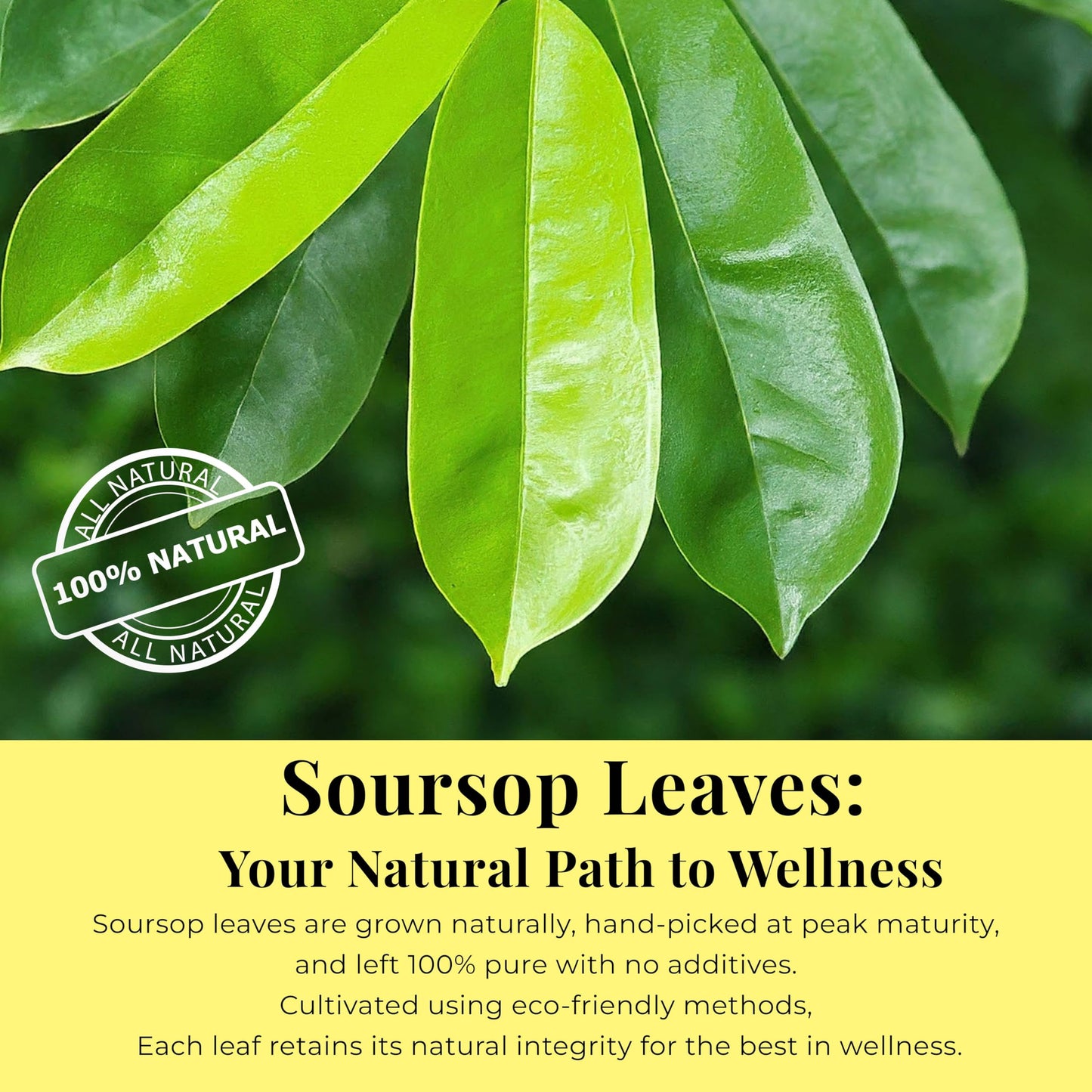 Akshit Dried Soursop Leaves, Whole Graviola Leaves, Non-GMO, Caffeine-Free Tea, 2.6 Ounce