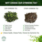 Gymnema Tea Bags For Diabetics - Cold-Dried For Maximum Freshness And Nutrient Retention - 45 Gurmar Tea Bags (45, Gymnema Sylve