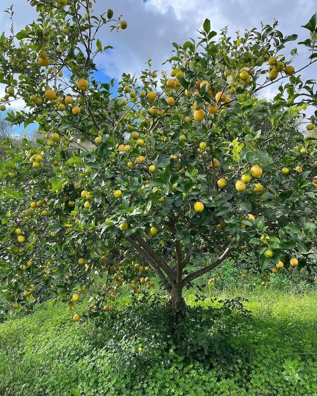 Candied Bergamot Peels - Caffe  Sicilia Noto - Sicily - 300g/10.5 oz