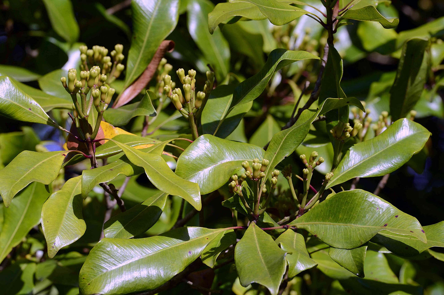 Whole Cloves (Clavo De Olor) Weights: 1 Oz, 2 Oz, 4 Oz, And 8 Oz!! (4 Oz)