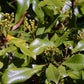 Whole Cloves (Clavo De Olor) Weights: 1 Oz, 2 Oz, 4 Oz, And 8 Oz!! (2 Oz)