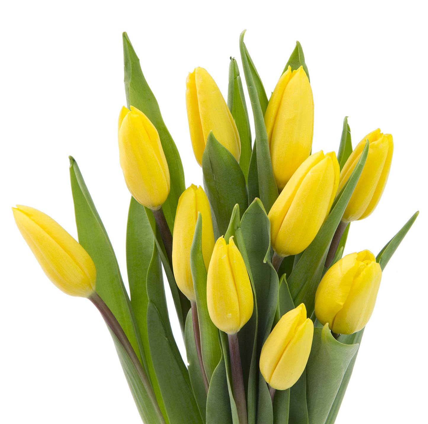 Blooms2Door Flowers - Valentine Collection - Bouquet Of 10 Yellow Tulips (Farm-Fresh) With Vase - Gift For Birthday, Sympathy, Thank You, Valentine, Mother’S Day Fresh Flowers