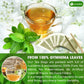 Lavendium Gymnema Leaf Tea Bags, 100% Natural, Vegan, 60 Count, Cold-Dried for Freshness and Nutrient Retention