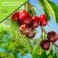 Nut Cravings Dry Fruits - Sun Dried Sour Tart Cherries, Lightly Sweetened (6Oz - 1 Pack) Packed Fresh In Resealable Bag - Sweet