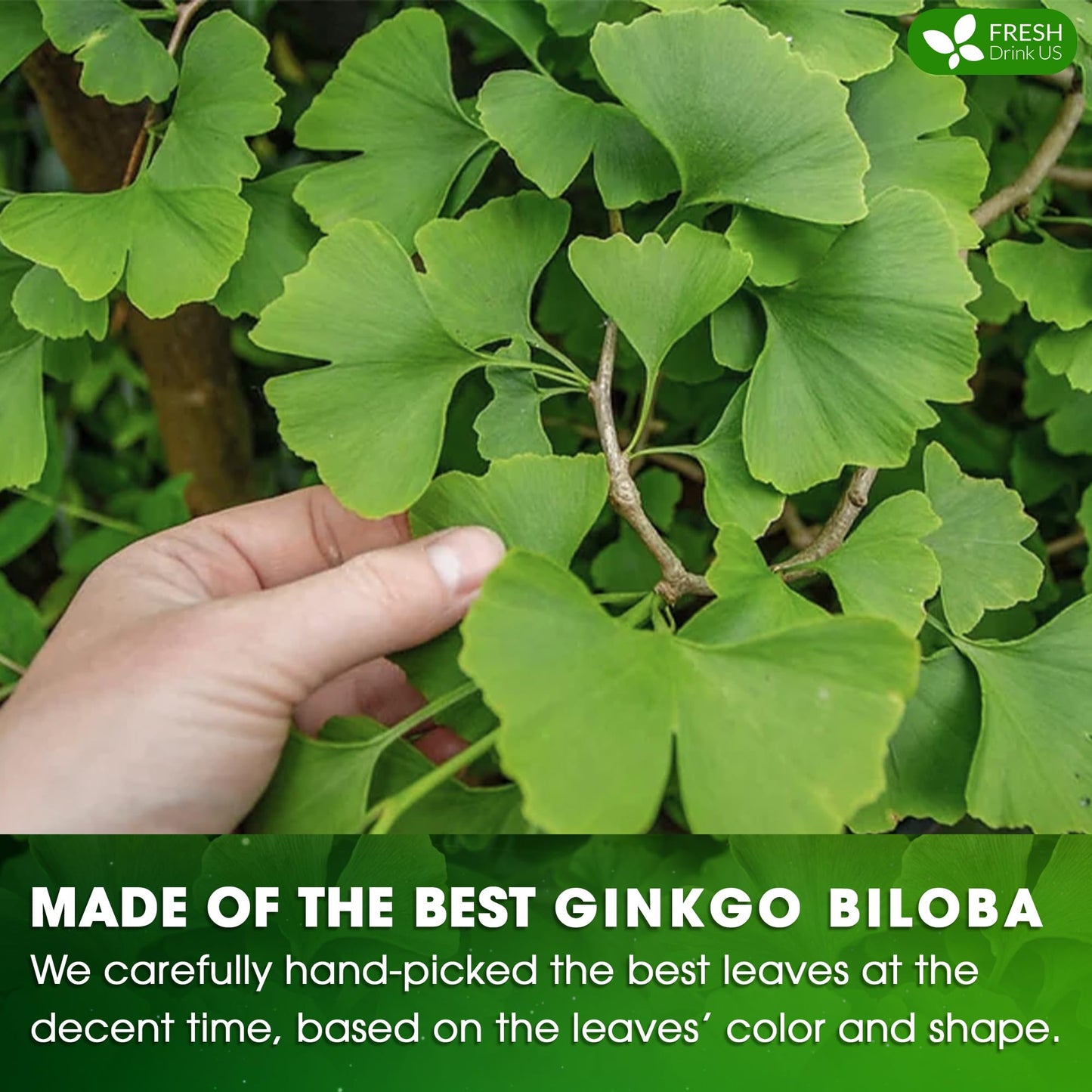 FRESHDRINKUS Ginkgo Biloba Leaf Tea Bags, 100% Natural Herbal Tea, 30 Bags