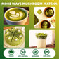 Mushroom Matcha, 10 Superfood Mushroom Powder Blend With Japanese Ceremonial Grade Matcha, Mushroom Coffee Alternative For Energ