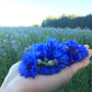 Pure Blue Cornflower Petals - 100% Natural Centaurea Cyanus - Dried, Grown In Germany Herbal Cornflower Flowers For Cupcakes, La