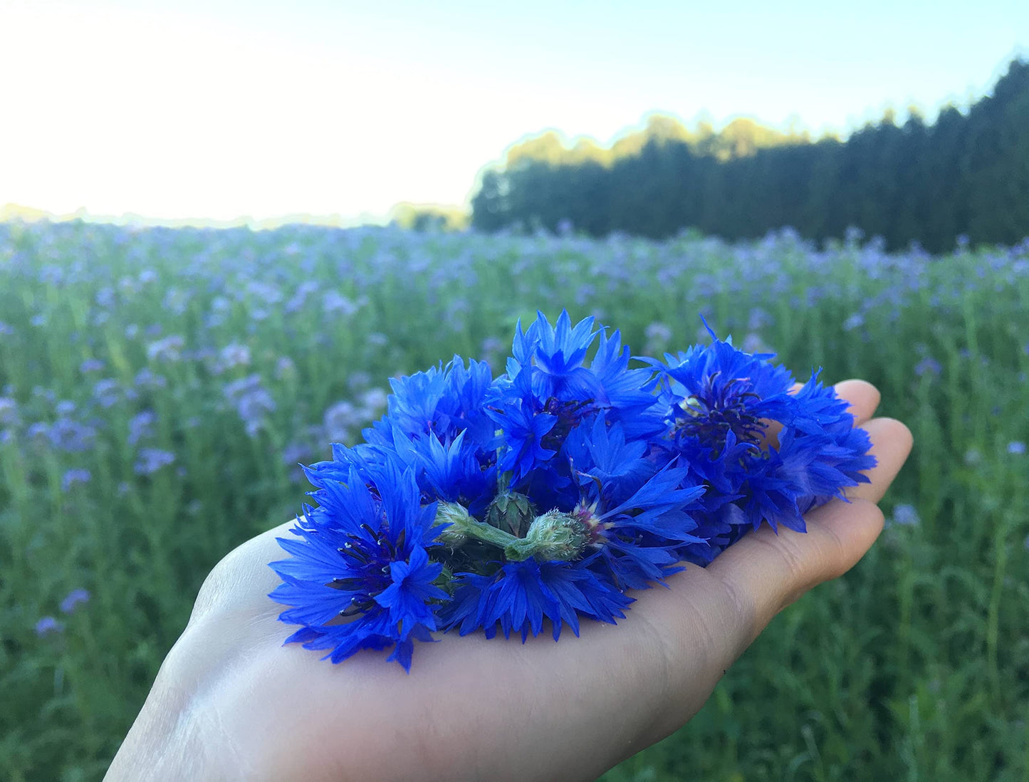 Pure Blue Cornflower Petals - 100% Natural Centaurea Cyanus - Dried, Grown In Germany Herbal Cornflower Flowers For Cupcakes, La