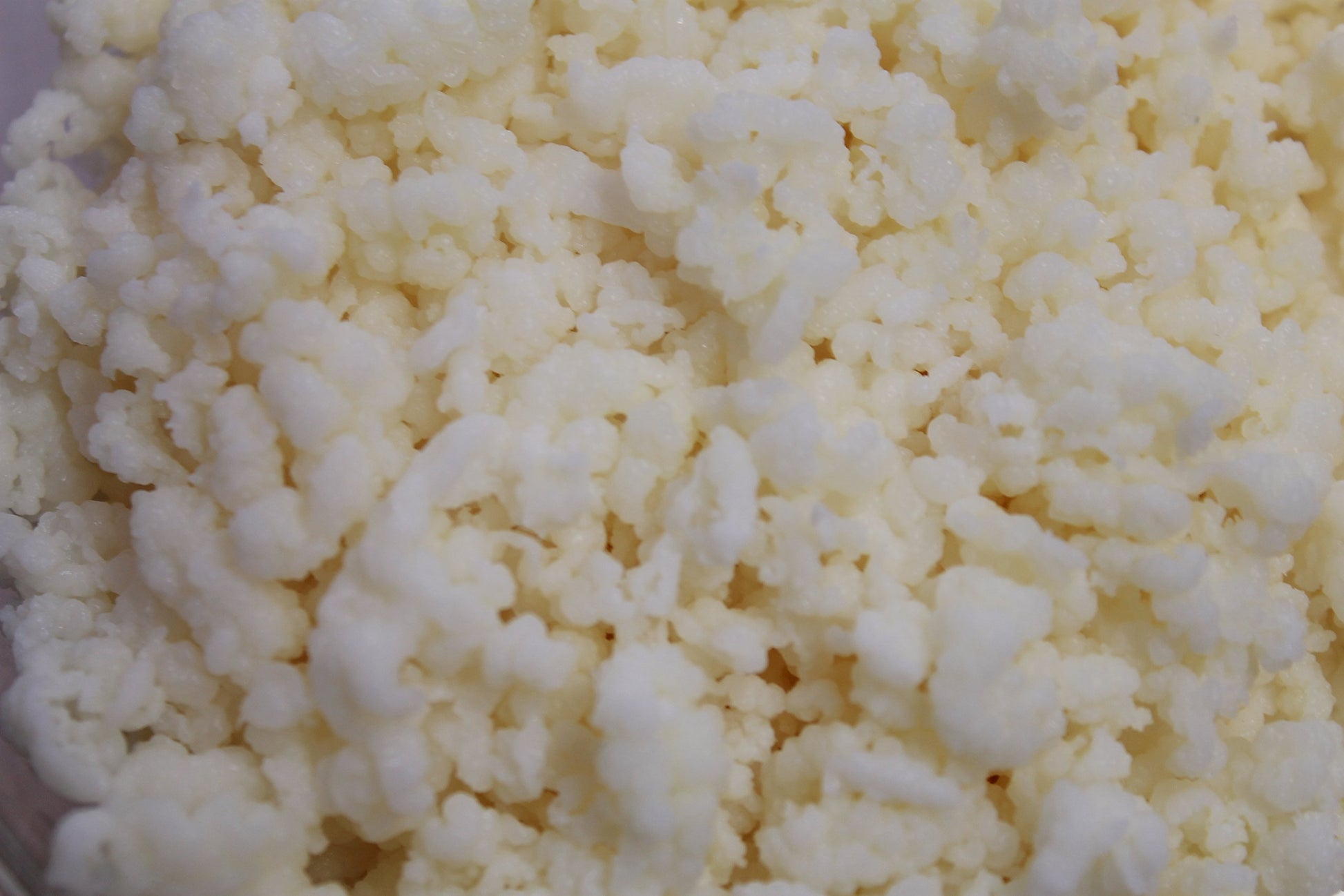 Lifetime Kefir Milk Kefir Grains - 0.17 Ounce (Pack of 1)