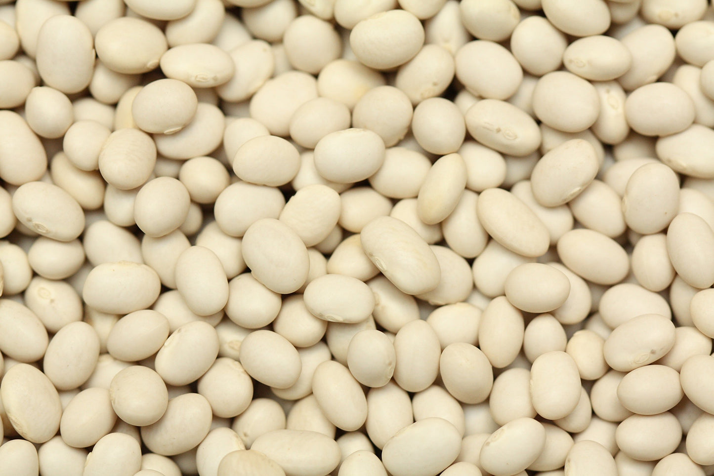 Yupik Organic Navy Beans, 2.2 Lb, Non-Gmo, Vegan, Gluten-Free, Pack Of 1