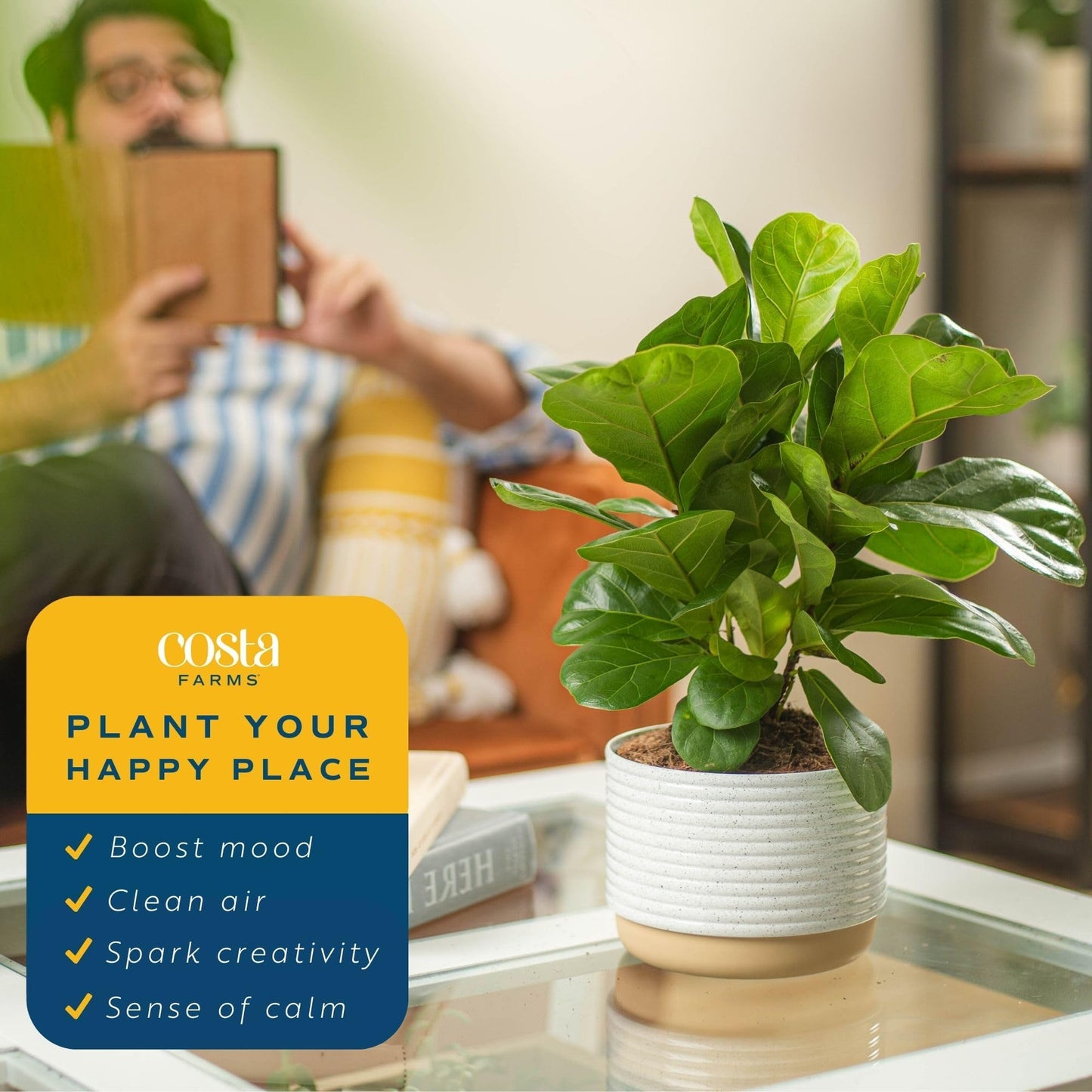 Costa Farms Little Fiddle Leaf Fig, Live Indoor Ficus Lyrata Plant in Indoors Garden Plant Pot, Houseplant in Potting Soil, Hous
