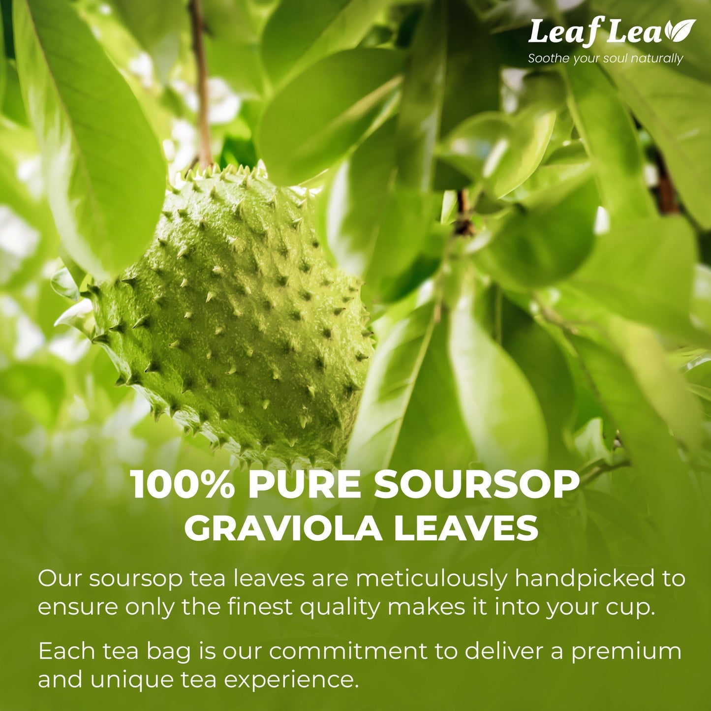 LeafLea Soursop Leaf Tea Bags - Natural Digestive Support, Caffeine-Free, 40 Bags