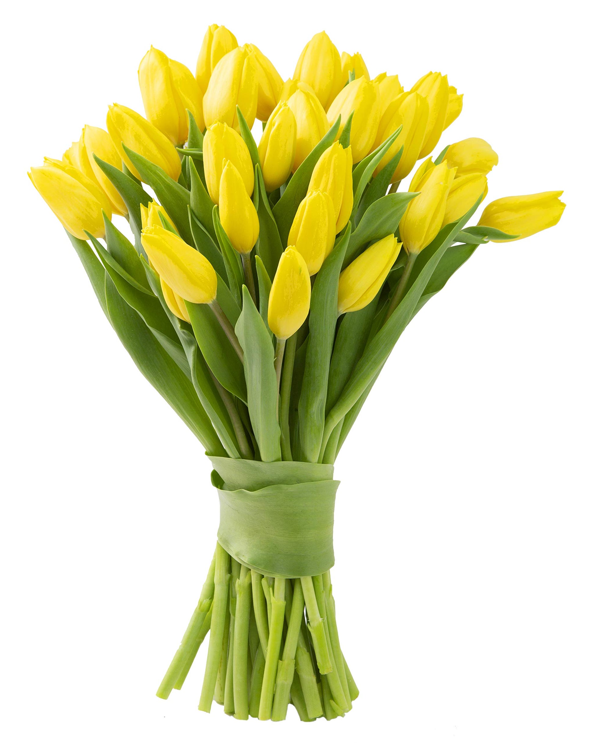 Blooms2Door 30 Yellow Tulips - Fresh Farm-Grown Flowers for Birthdays, Sympathy, Anniversaries, and More