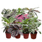 CoollectivePlants Calathea Assorted - Live Calathea Plants in 4 Growers Pots (6 Pack)