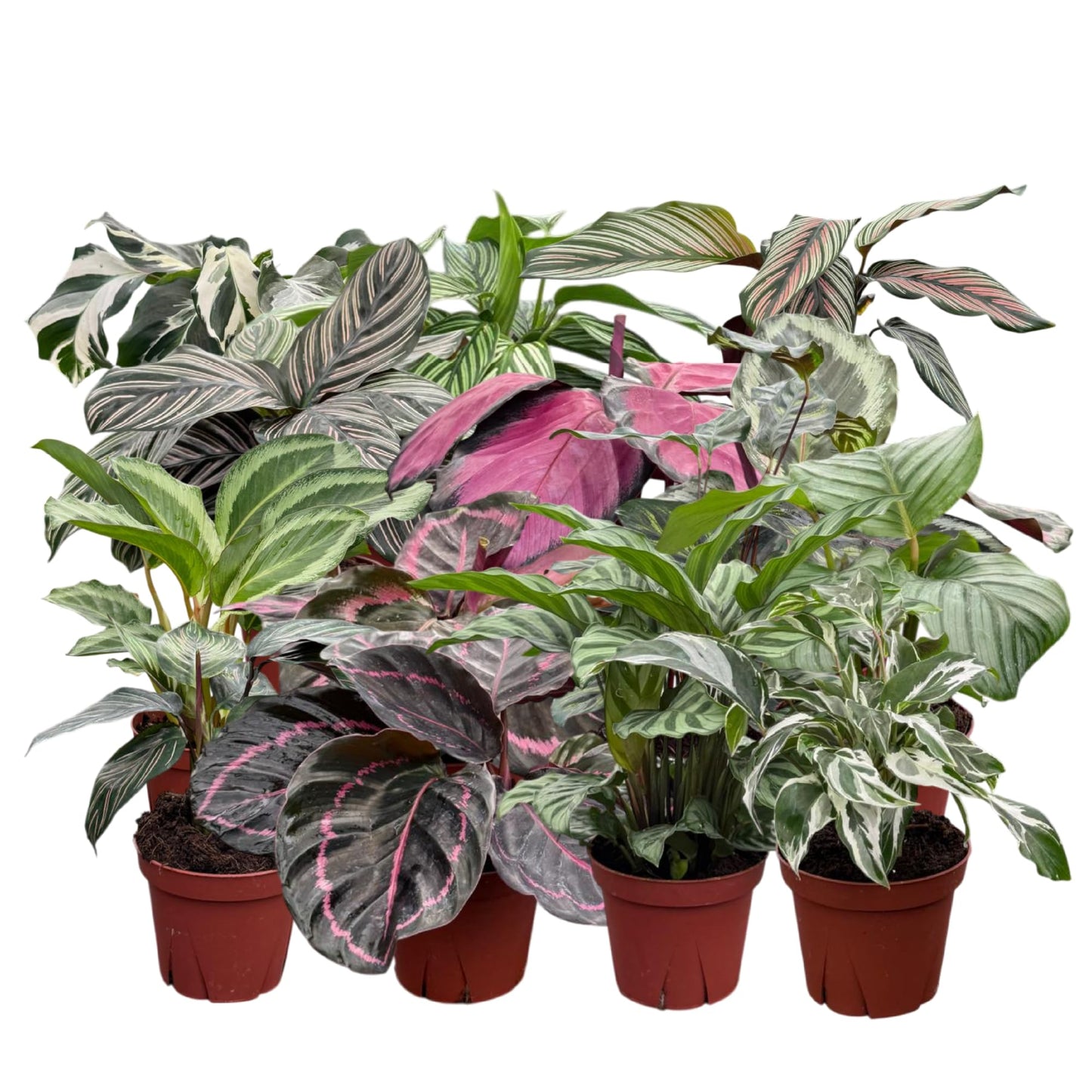 CoollectivePlants Calathea Assorted - Live Calathea Plants in 4 Growers Pots (6 Pack)