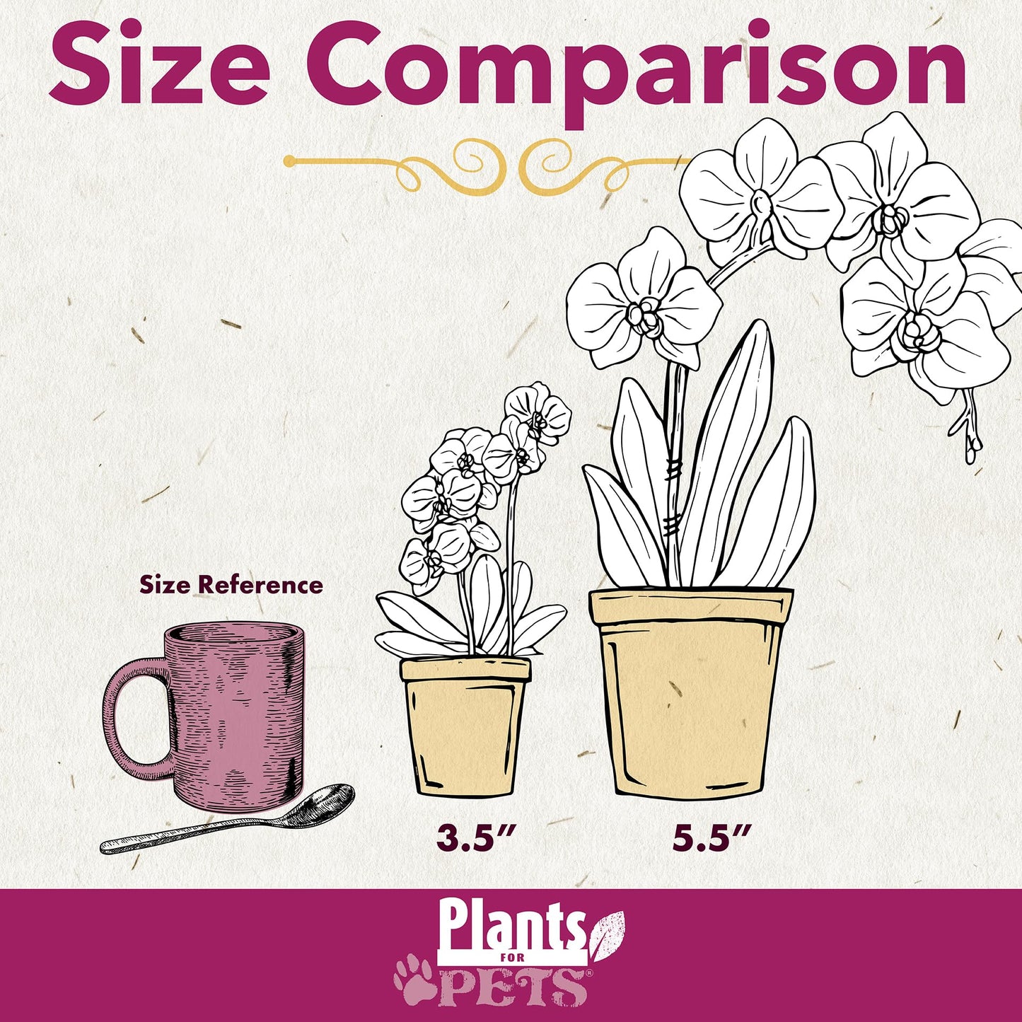 Purple Phalaenopsis Live Orchid Plant Lover Gift & White Orchid Pot, 20-24'' Tall, Live Plant Gift, Fresh Orchids Plants Live Ho