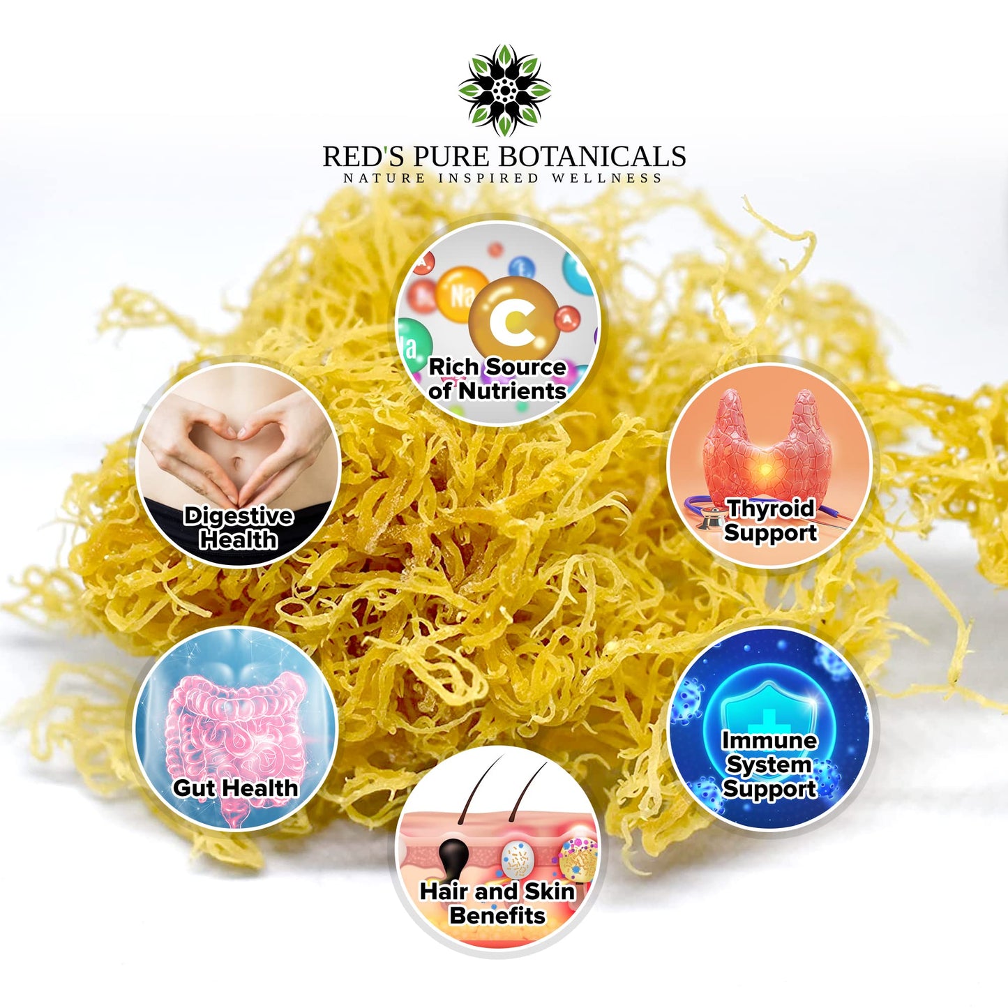 Reds Pure Botanicals Wildcrafted Sea Moss - Raw Vegan Non-GMO - 4oz Dry Makes 60-80oz Gel - Hand-Harvested from St. Lucia