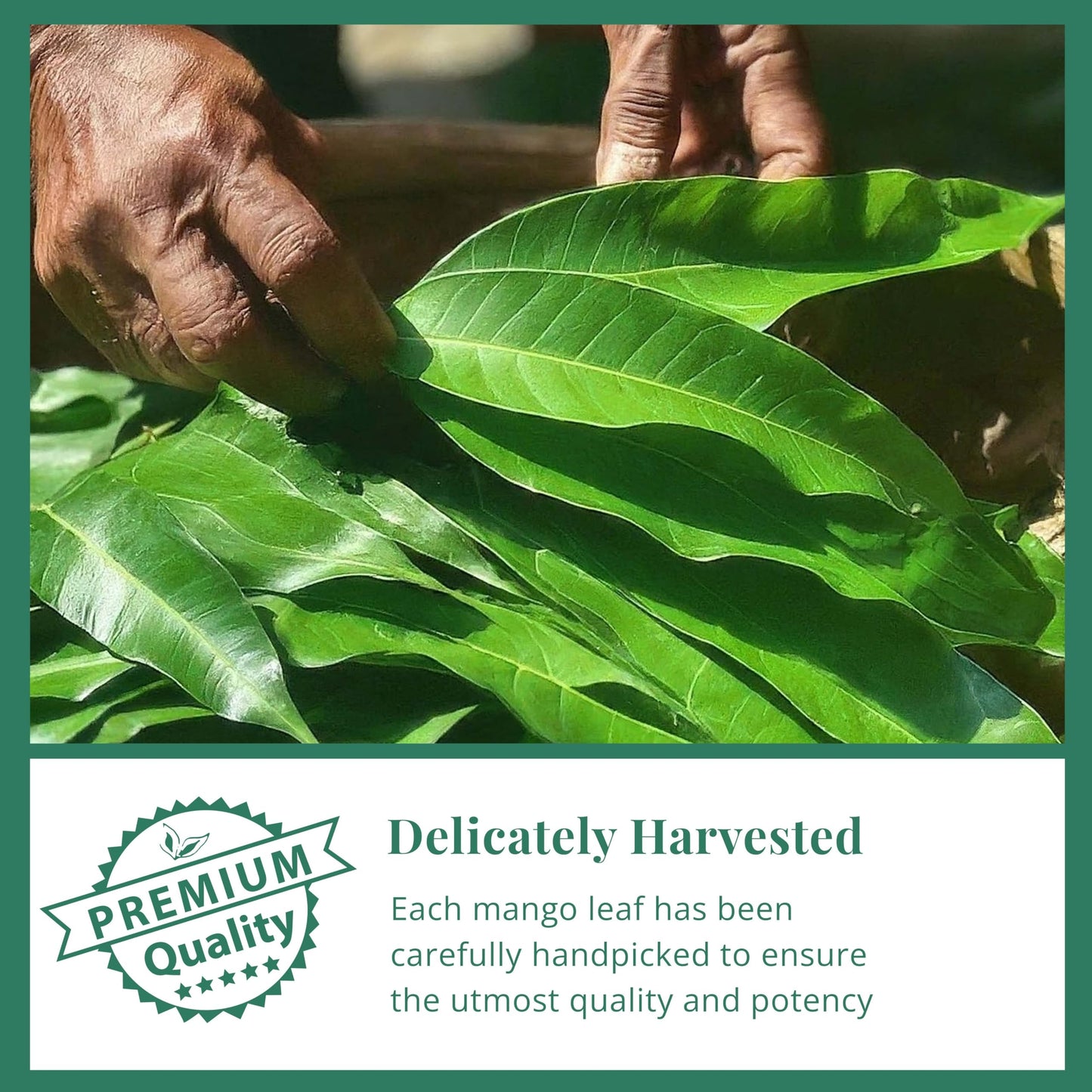Akshit Dried Mango Leaves Loose Leaf Tea, Non-GMO, Caffeine-Free, 2.6oz