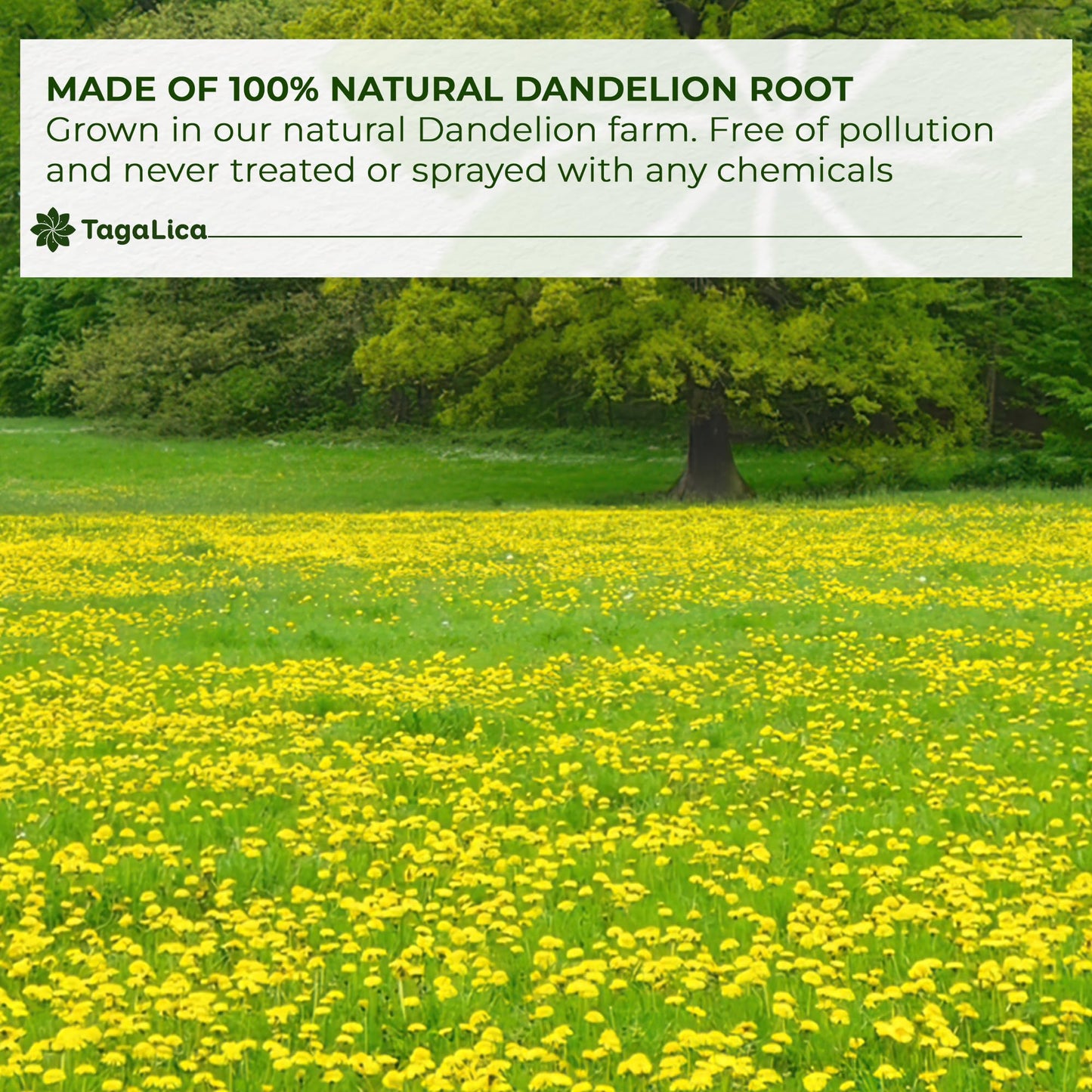 Tagalica Dandelion Root Powder, 100% Natural, Vegan, 2 oz, No Additives, Gluten-Free, Sugar-Free