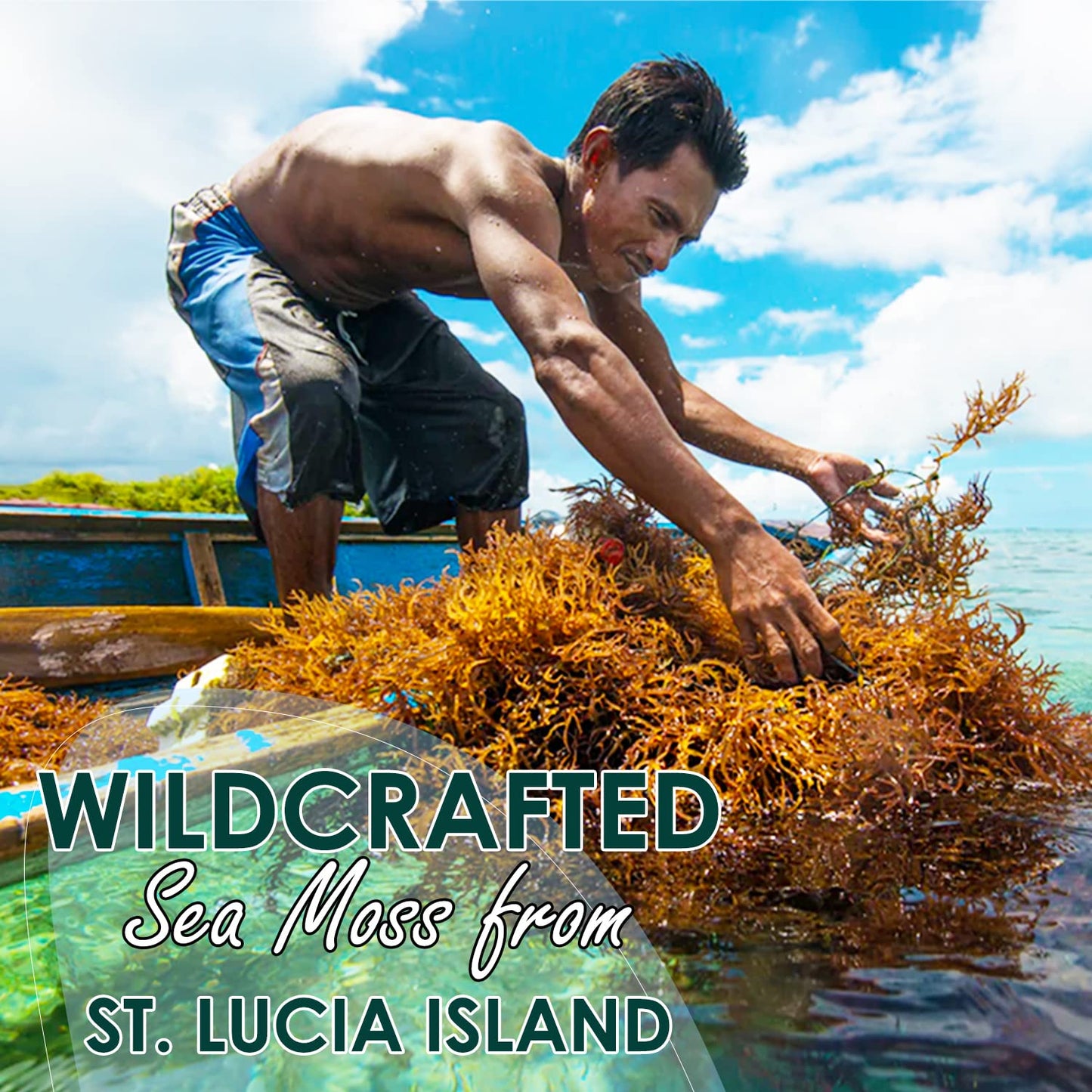 Golden Irish Sea Moss | Wildcrafted From St. Lucia | 8Oz Makes ~120+ Oz Sea Moss Gel | 100% Natural, Raw & Sun-Dried | Dr. Sebi Inspired, Nutrient-Rich Irish Moss For Health & Wellness
