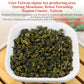 Xixicha High Mountain Tea Oolong Tea Loose Leaf Grade Aaa Taiwan Tea Formosa Oolong Taiwan Oolong Tea Taiwaness Gaoshan Oolong T