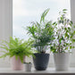 American Plant Exchange Parlor Palm - Live Indoor Houseplant, 10-Inch Pot, Pet-Friendly, Chamaedorea Elegans, Plastic, Green